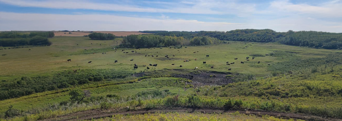 herd